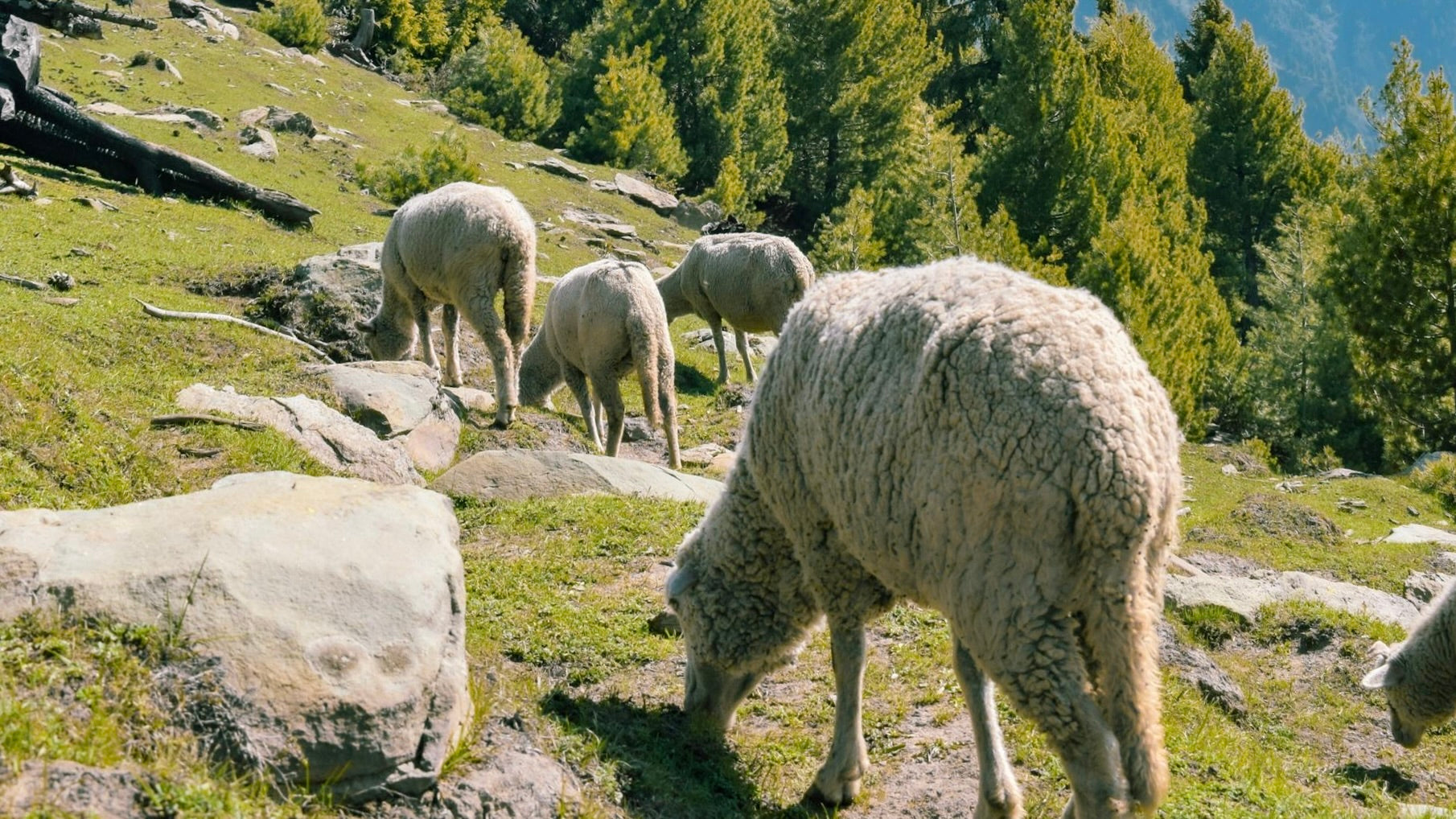 Understanding Virgin Wool A Comprehensive Guide